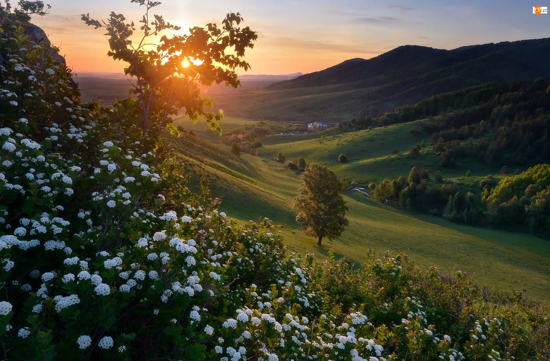 Kwiaty, Wzgórze, Drzewa, Zachód słońca, Góry, Dolina