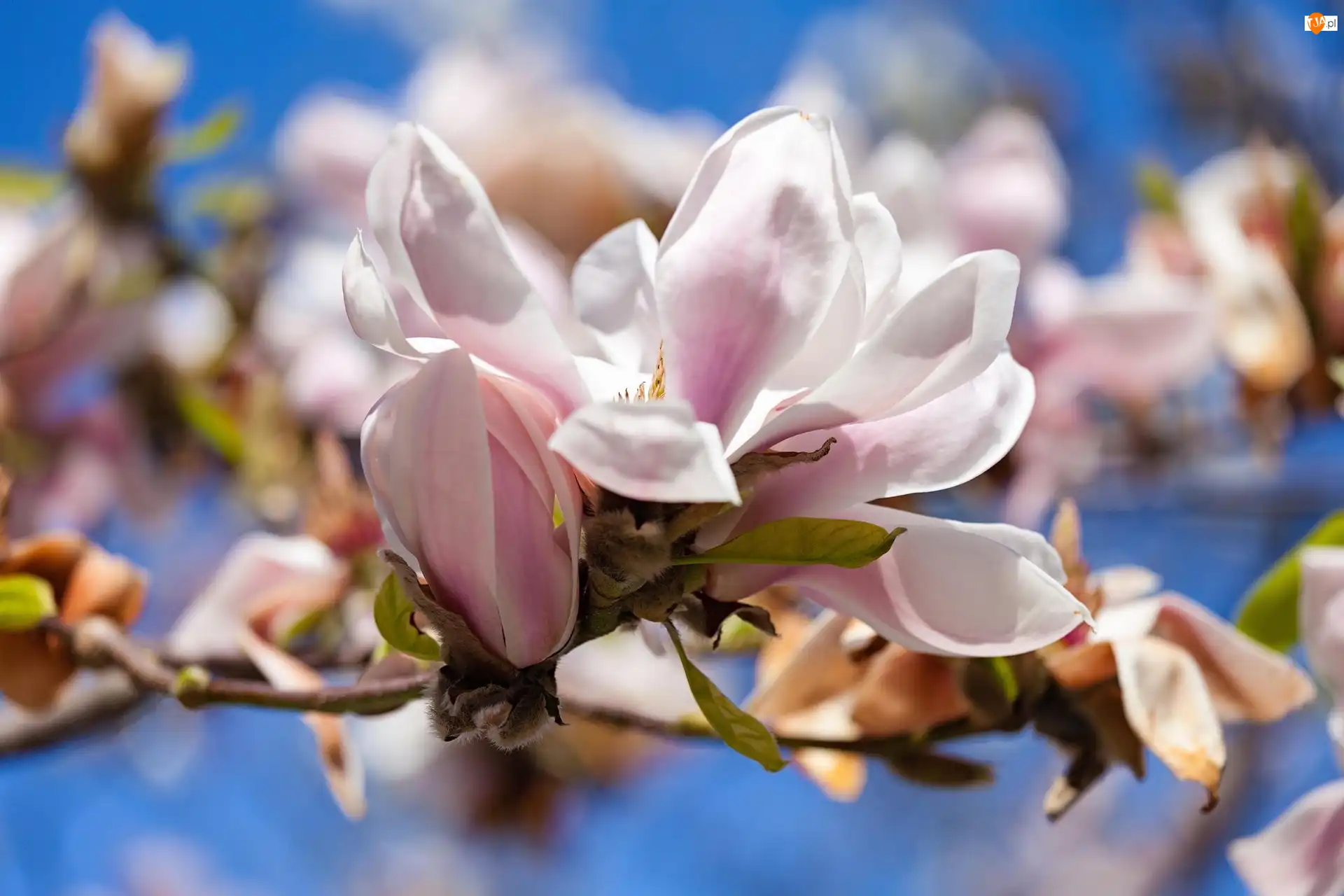Magnolia, Gałązka, Kwiat