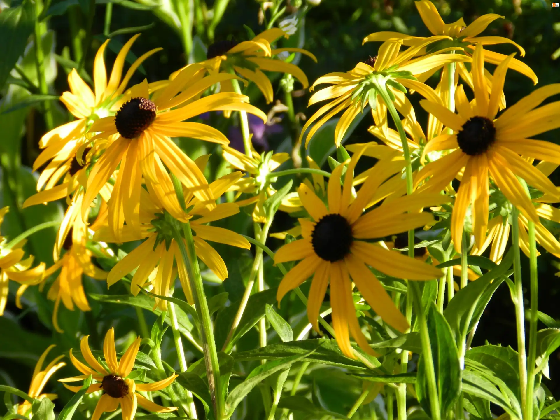 Błyskotliwa, Rudbekia, Kwiaty, Środki, Żółte, Brązowe