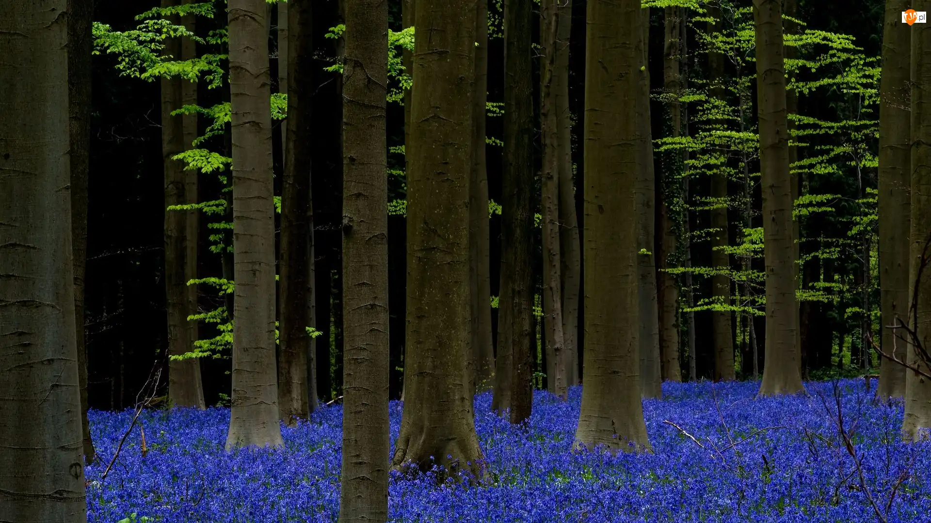 Drzewa, Las, Hiacyntowce, Belgia, Kwiaty, Las Hallerbos