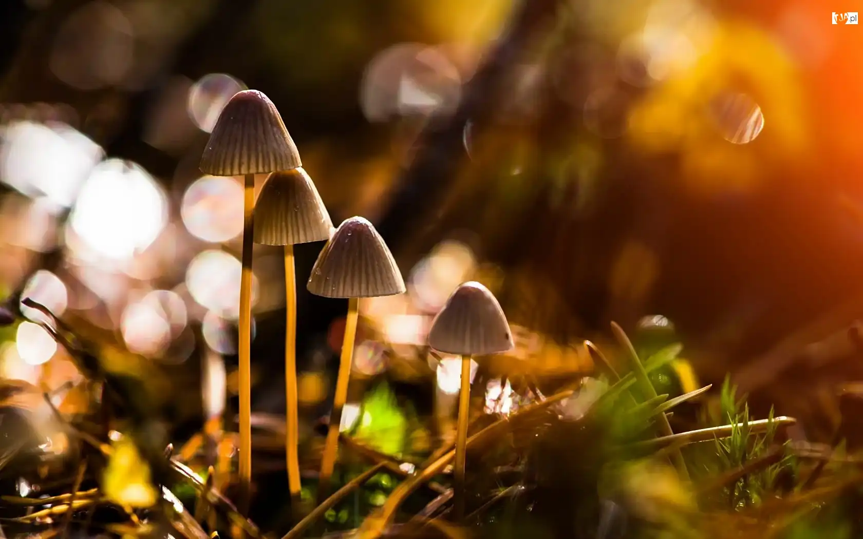 Bokeh, Małe, Grzybki