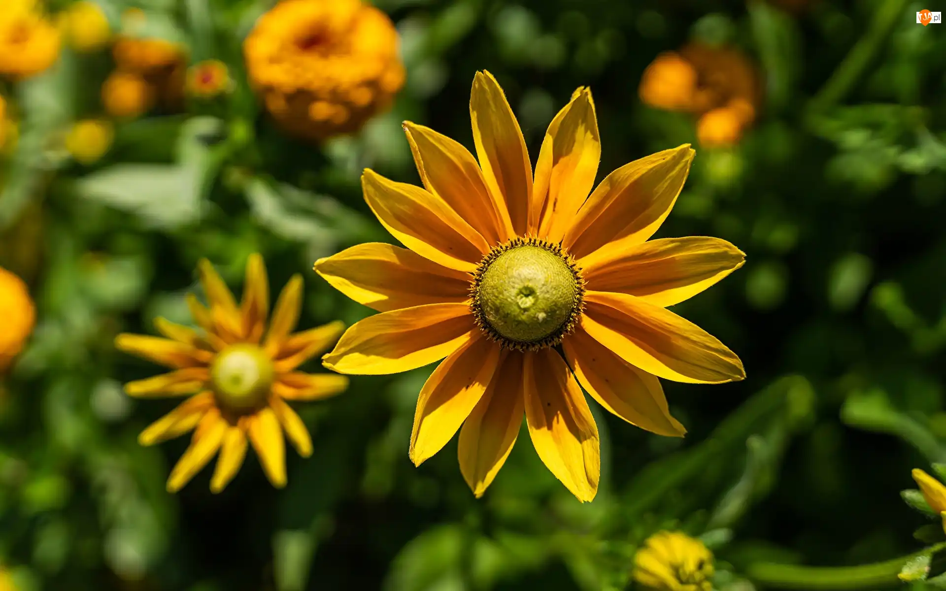 Zbliżenie, Rudbekie, Żółte, Kwiaty