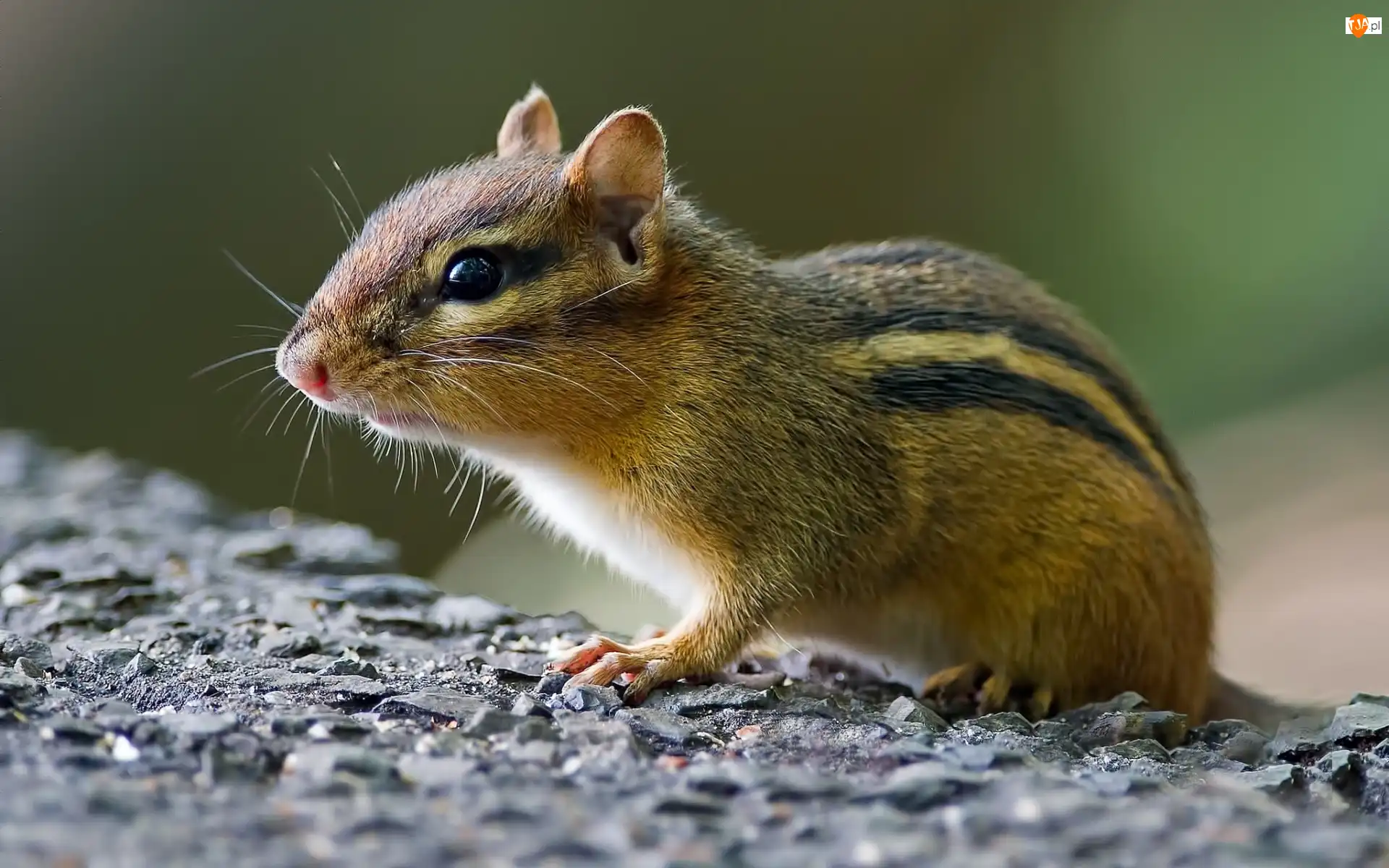 Skała, Chipmunk, Wiewiórka, Ziemna