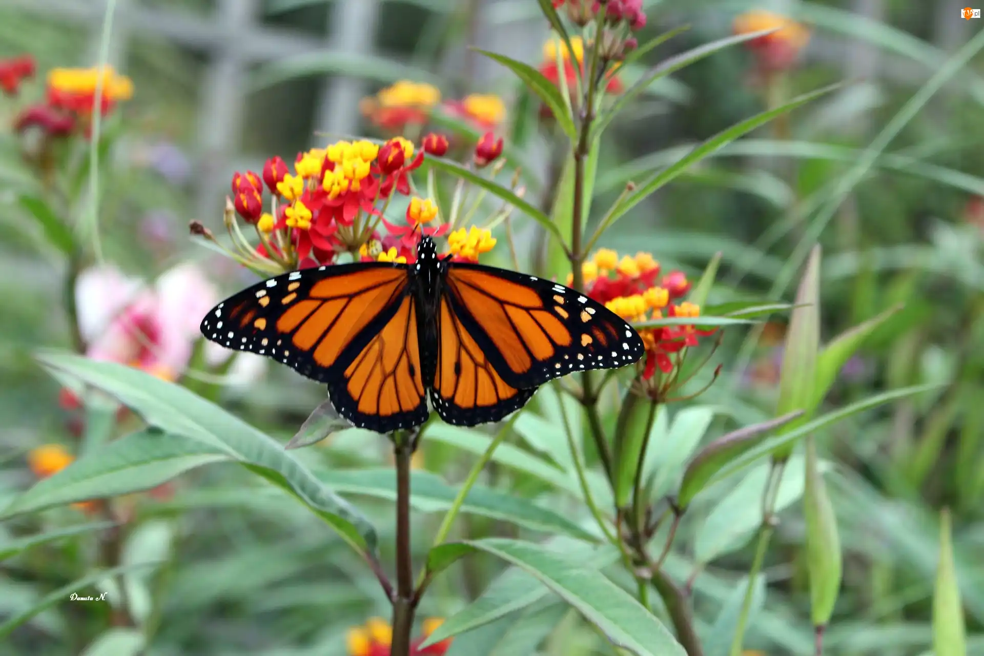 Kwiaty, Ogród, Monarch, Motyl, Liście