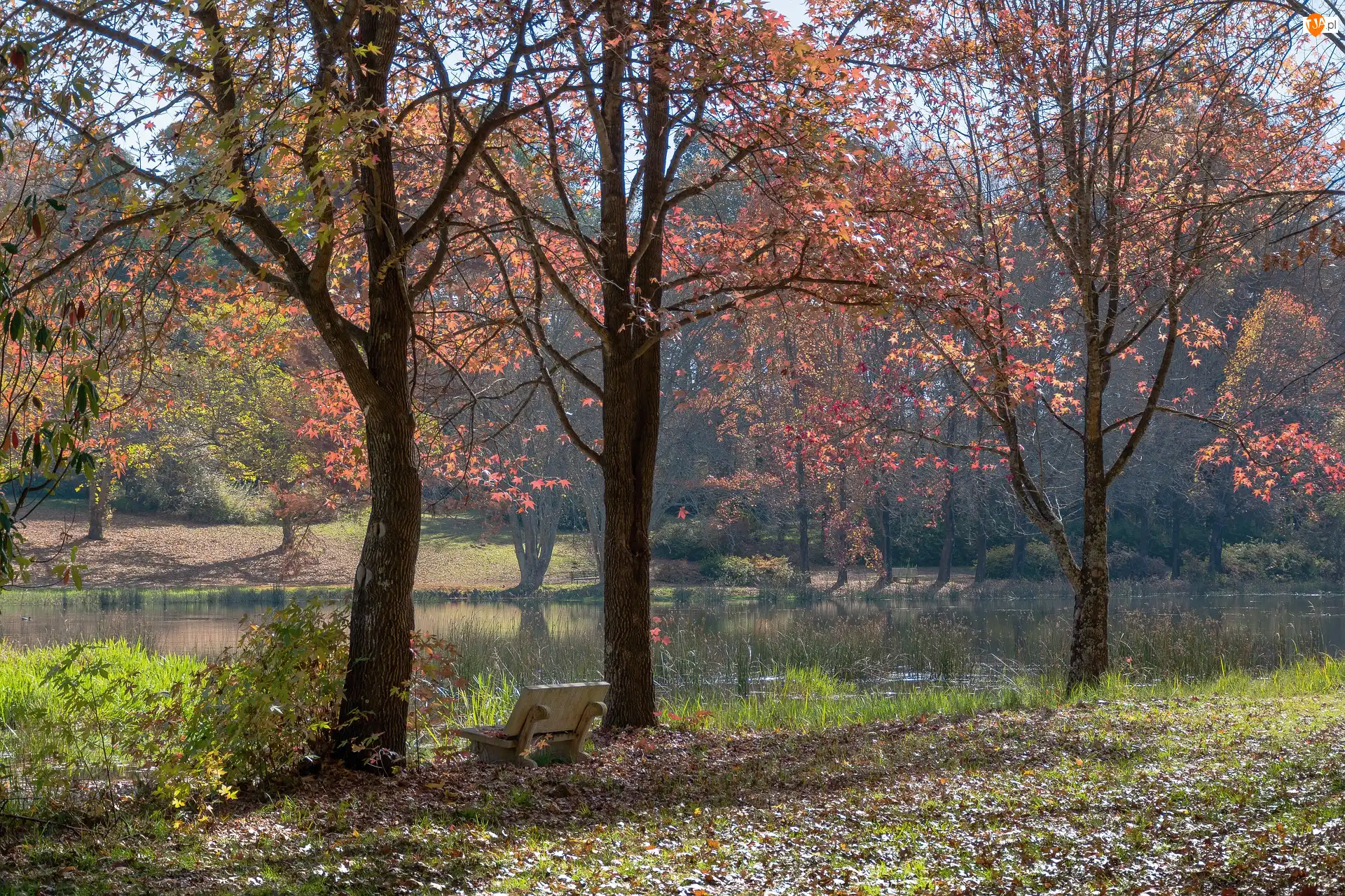 Staw, Drzewa, Park, Jesień, Ławka
