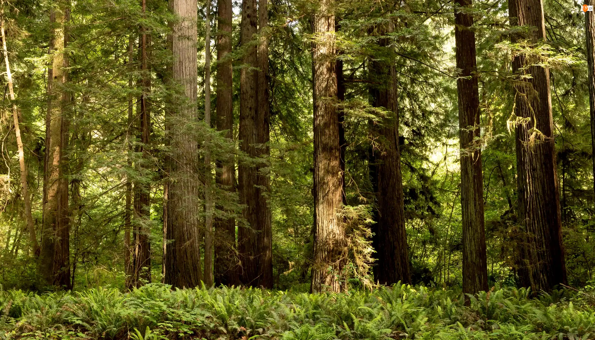 Stan Kalifornia, Stany Zjednoczone, Drzewa, Paprocie, Park Narodowy Redwood, Las