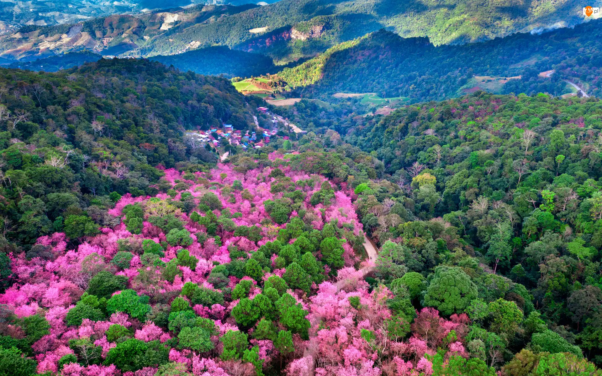 Góry Phu Chi Fa, Park Narodowy Phu Chi Fa Forest, Tajlandia, Z lotu ptaka, Chiang Rai, Wiśnie, Drzewa