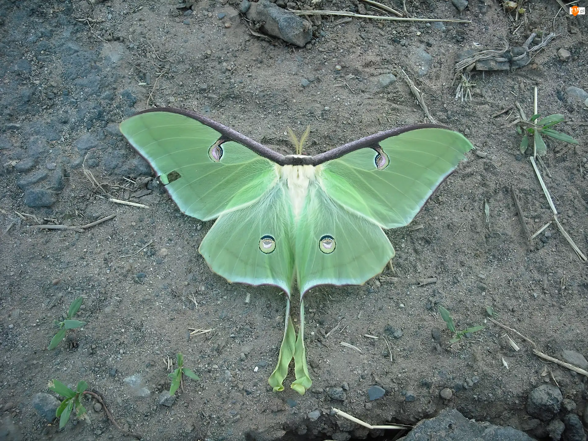 Liść, Zielony, Motyl