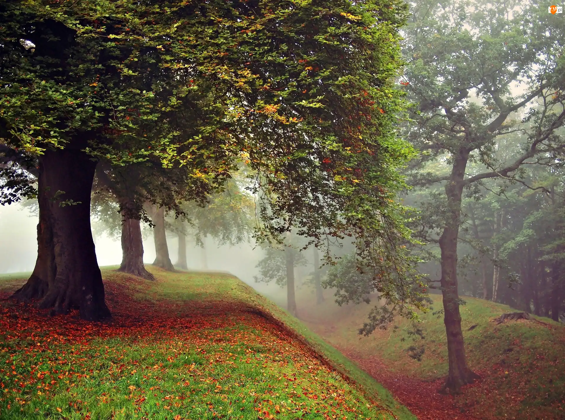 Mgła, Jesień, Park