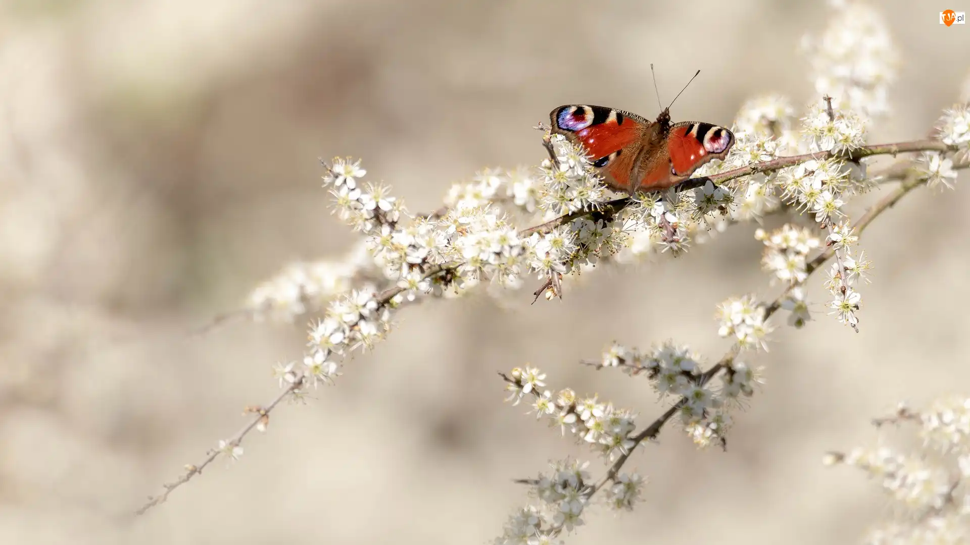 Kwiaty, Rusałka pawik, Białe, Gałązki, Motyl
