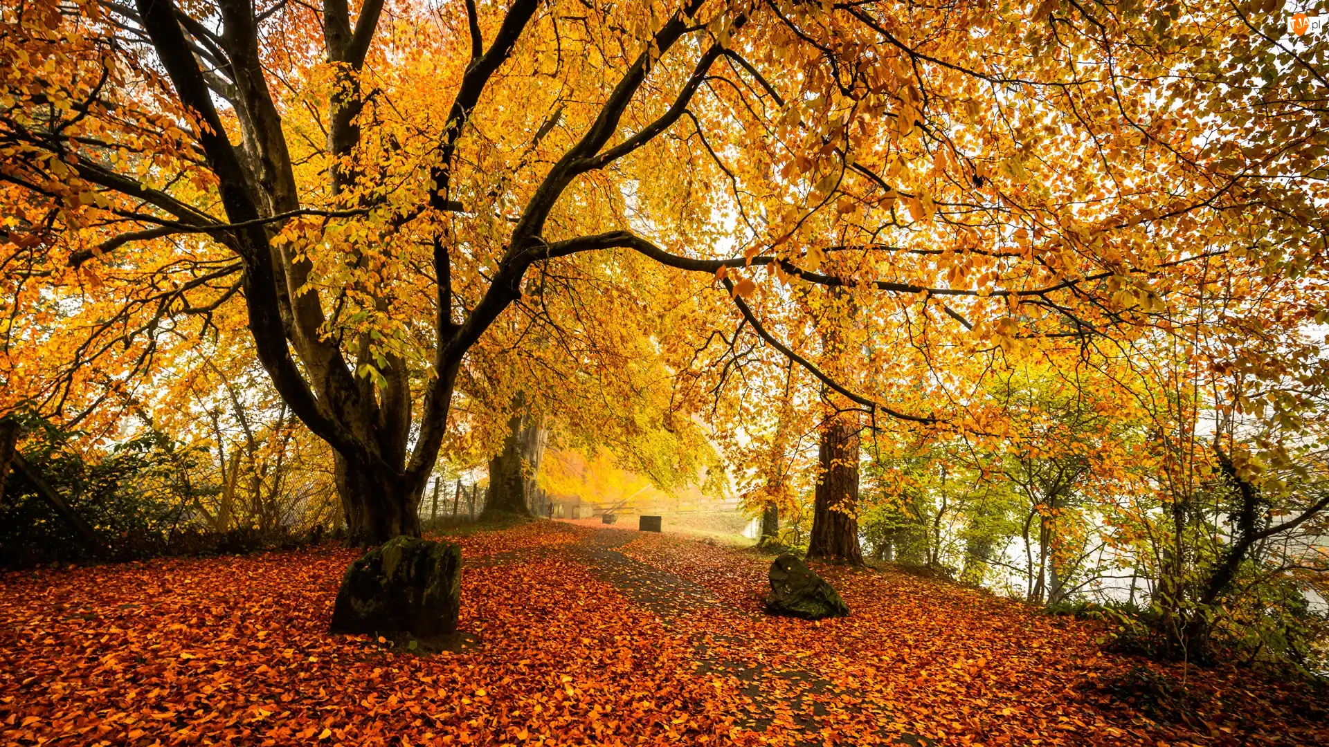 Liście, Park, Drzewa, Jesień