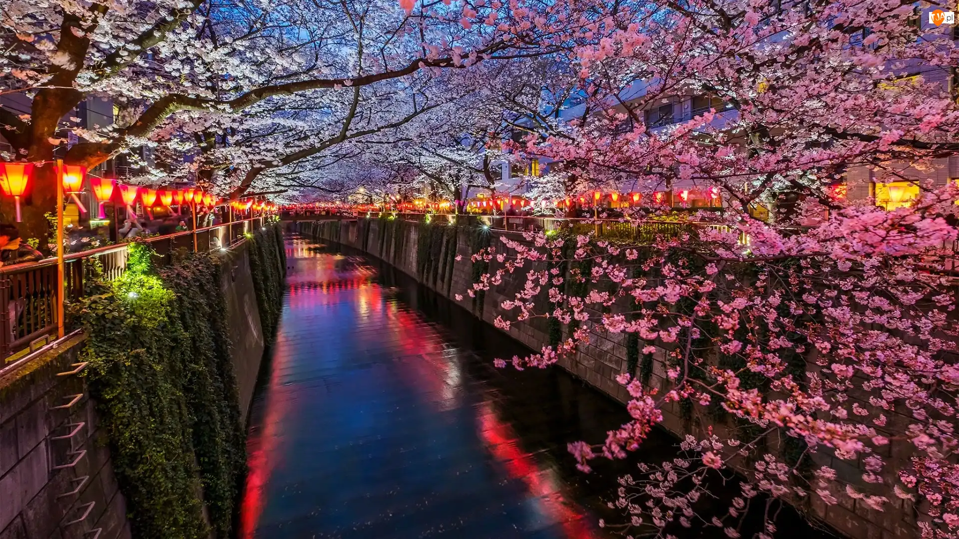 Tokio, Japonia, Kwitnące, Latarnie, Kanał, Drzewa owocowe