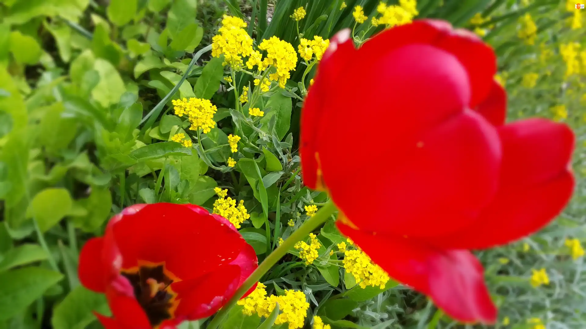 Kwiaty, Czerwone, Tulipany, Żółte