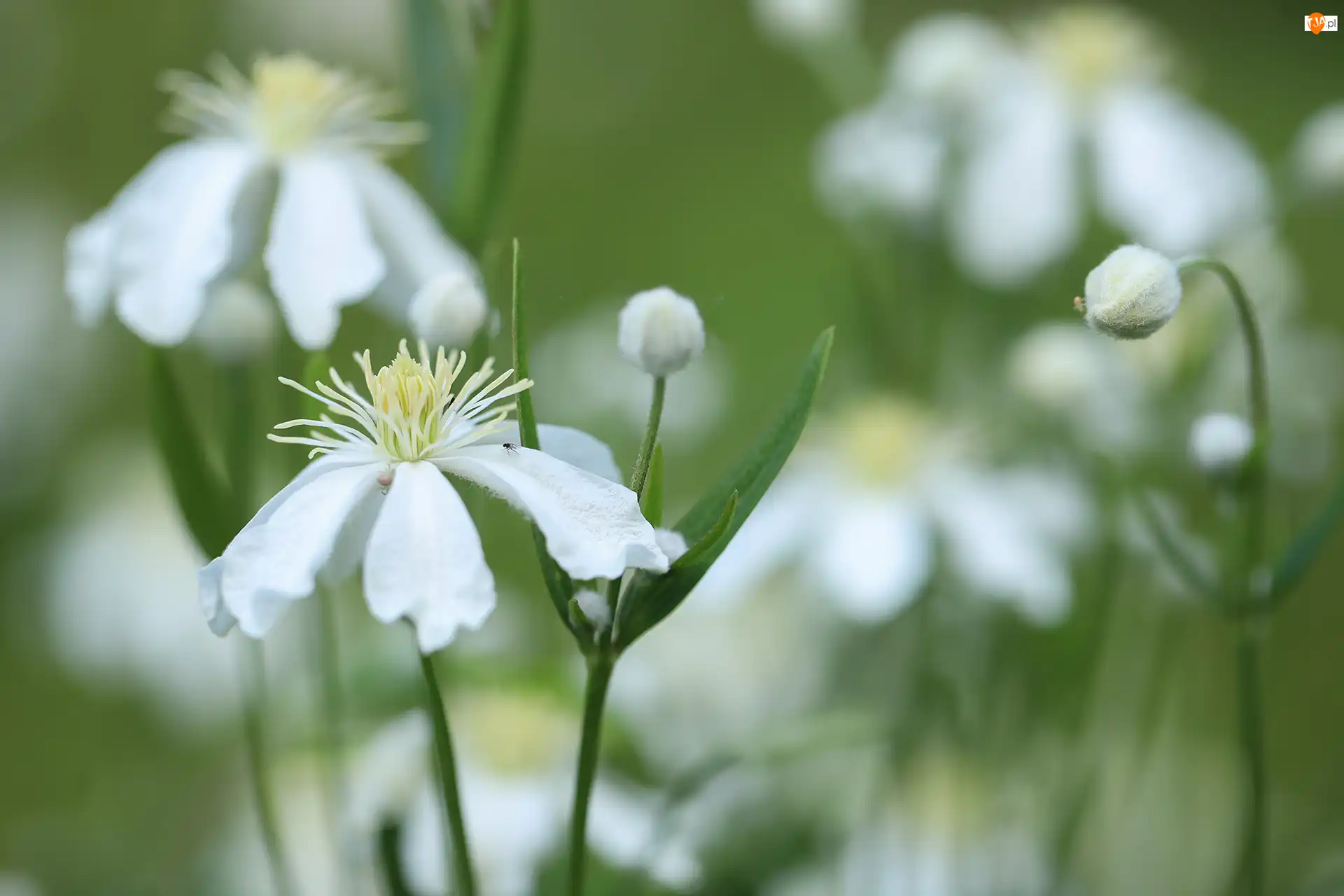 Kwiaty, Białe, Powojniki pnące, Clematis Vitalba