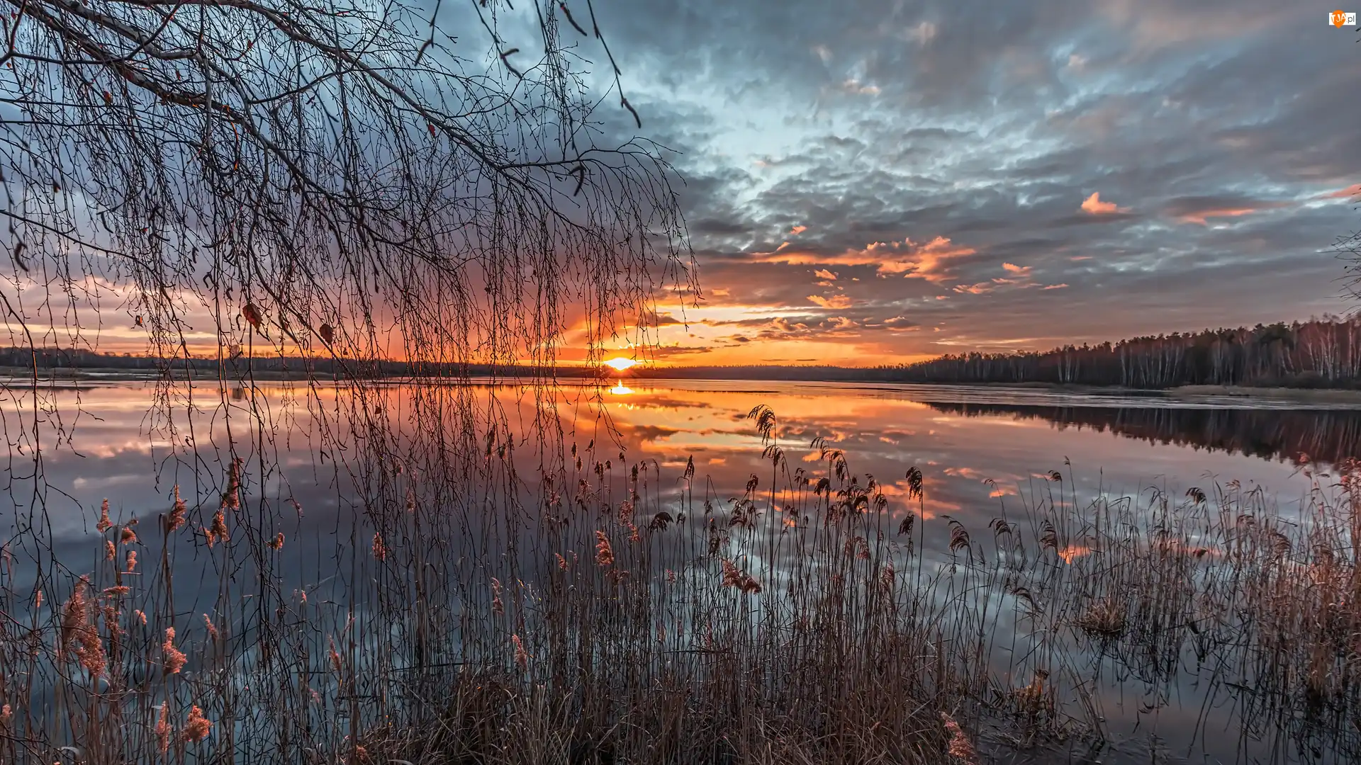 Wschód słońca, Szuwary, Jezioro, Drzewa