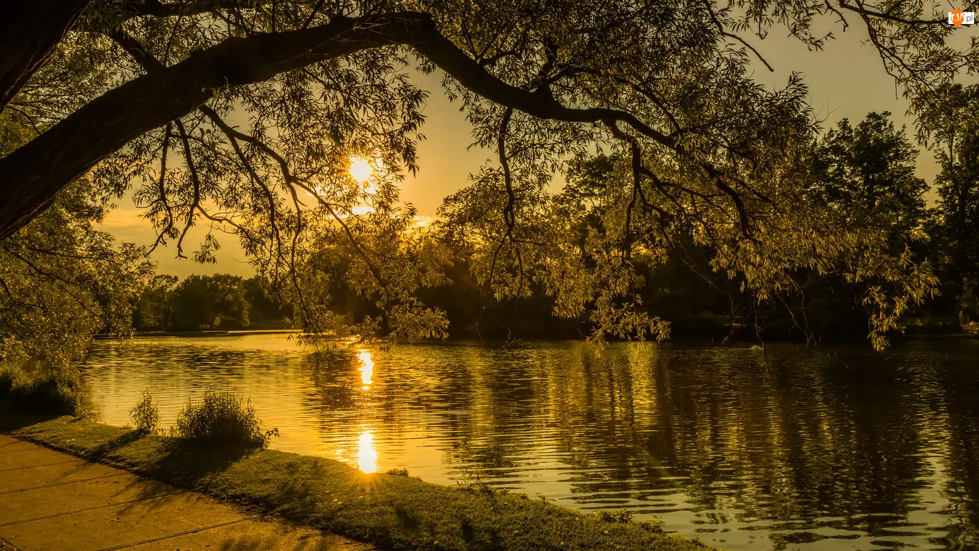 Wschód słońca, Park, Jezioro, Drzewa