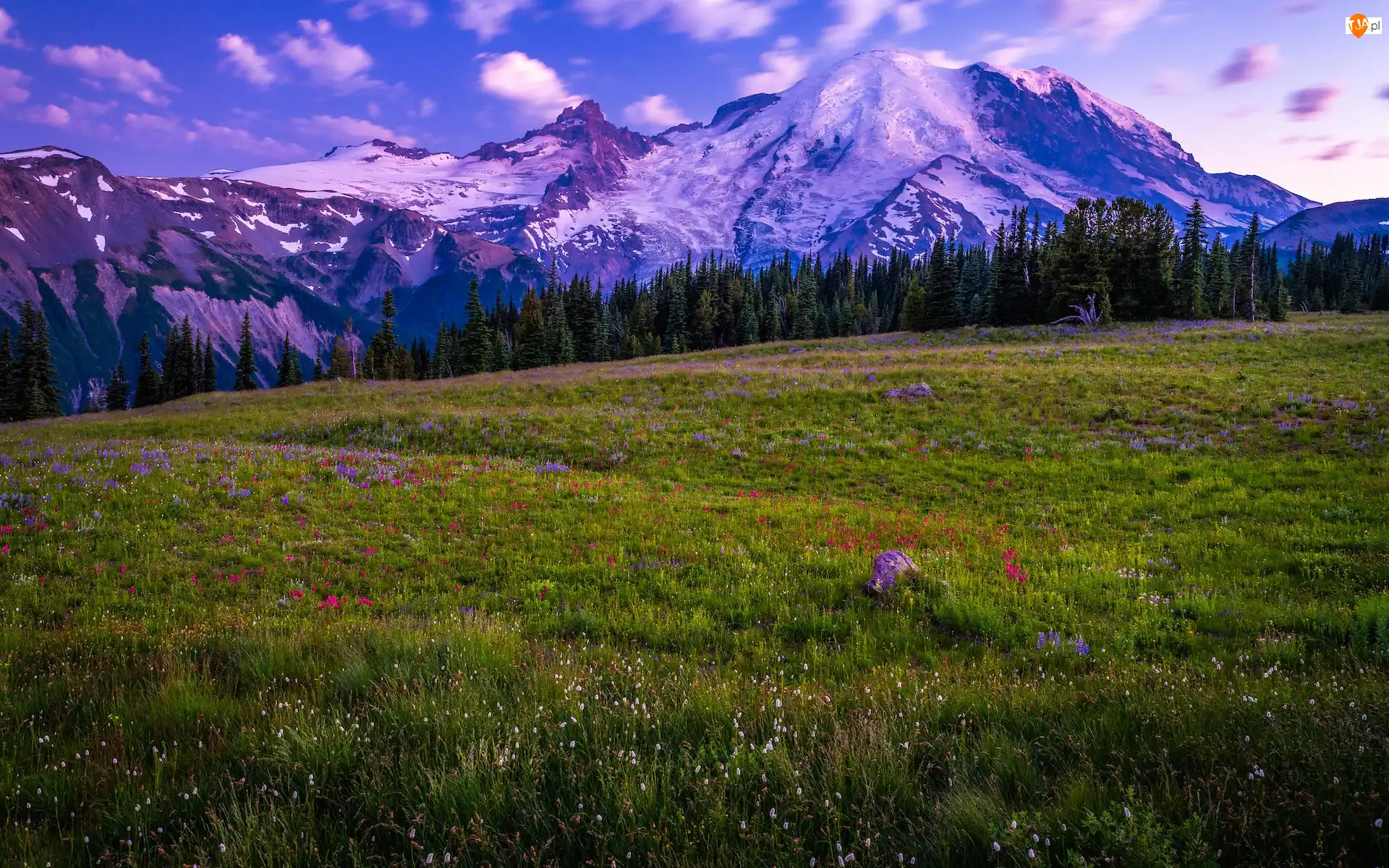 Kwiaty, Stany Zjednoczone, Góry, Polne, Stan Waszyngton, Łąka, Chmury, Park Narodowy Mount Rainier