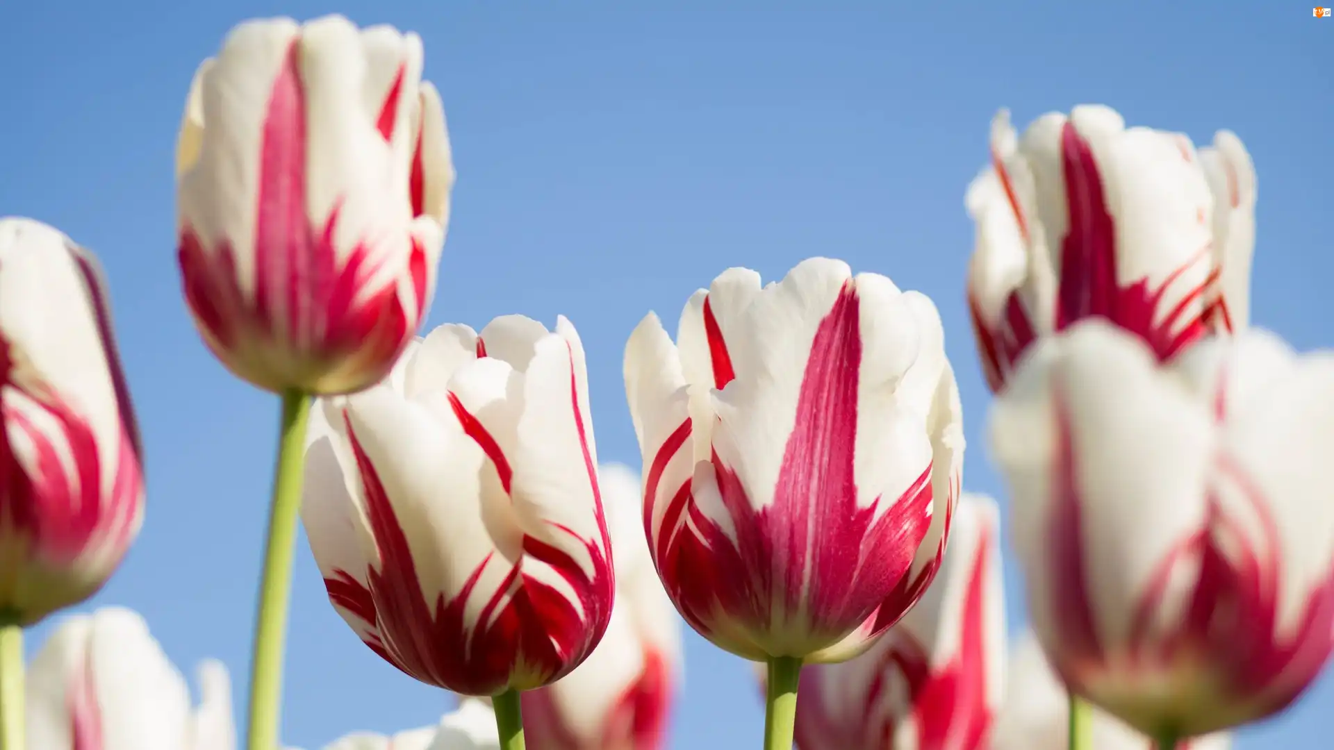 Czerwone, Tulipany, Biało