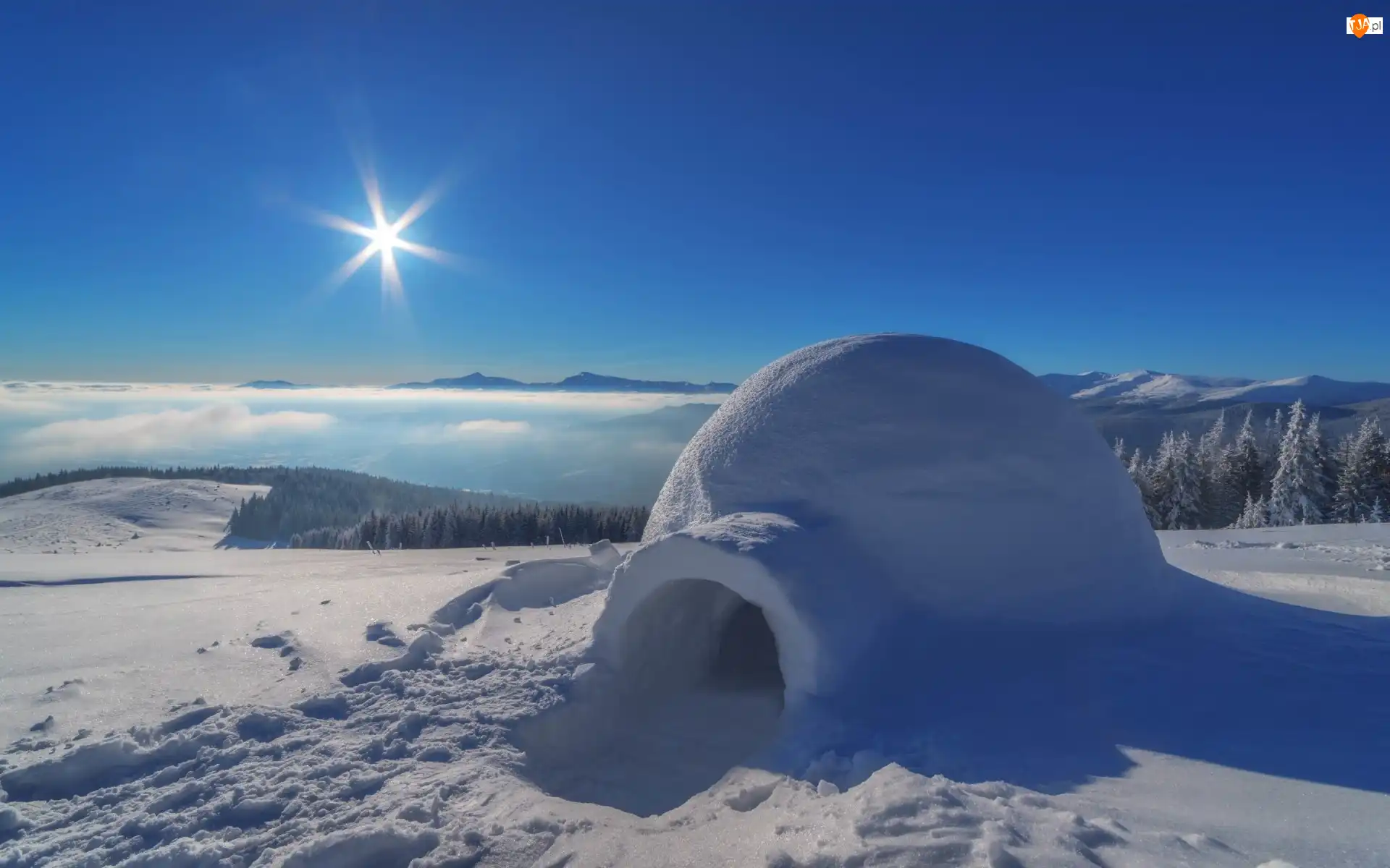 Drzewa, Promienie słońca, Igloo, Zima, Las