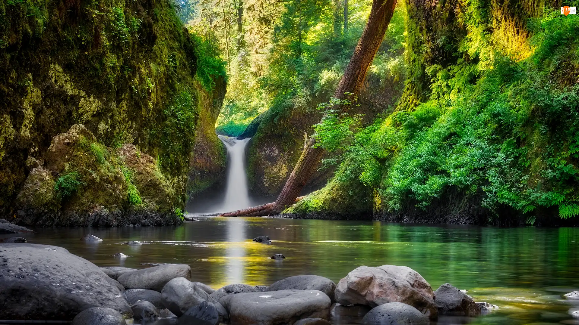Stany Zjednoczone, Eagle Creek, Stan Oregon, Drzewa, Roślinność, Rzeka Kolumbia River, Kamienie, Wodospad Punch Bowl Falls, Skały