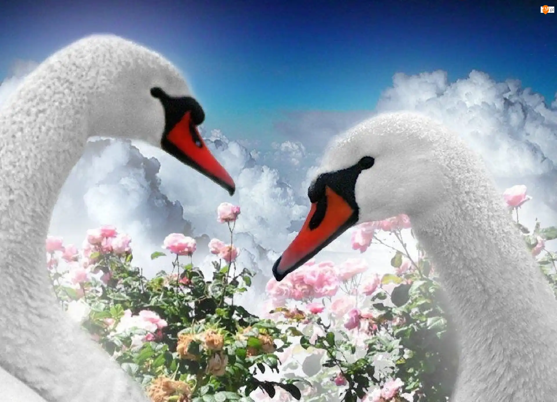 Miłość, Łabędzie, Główki, Kwiatki