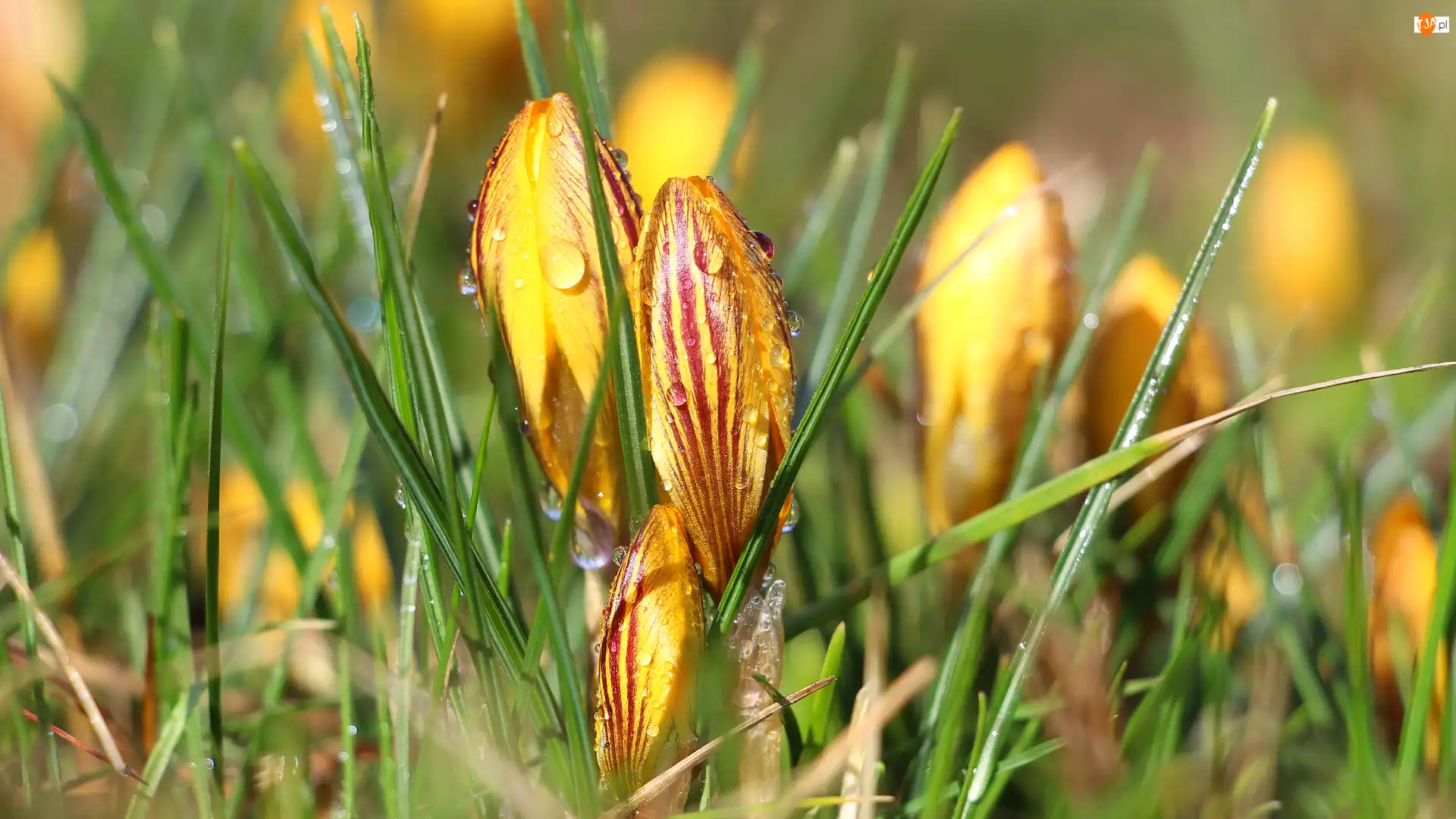 Krople, Pąk, Krokus