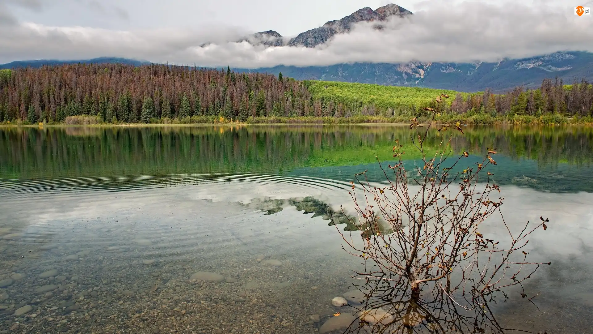 Kanada, Krzew, Kamienie, Góry, Jezioro, Park Narodowy Jasper, Drzewa, Patricia Lake, Lasy, Alberta