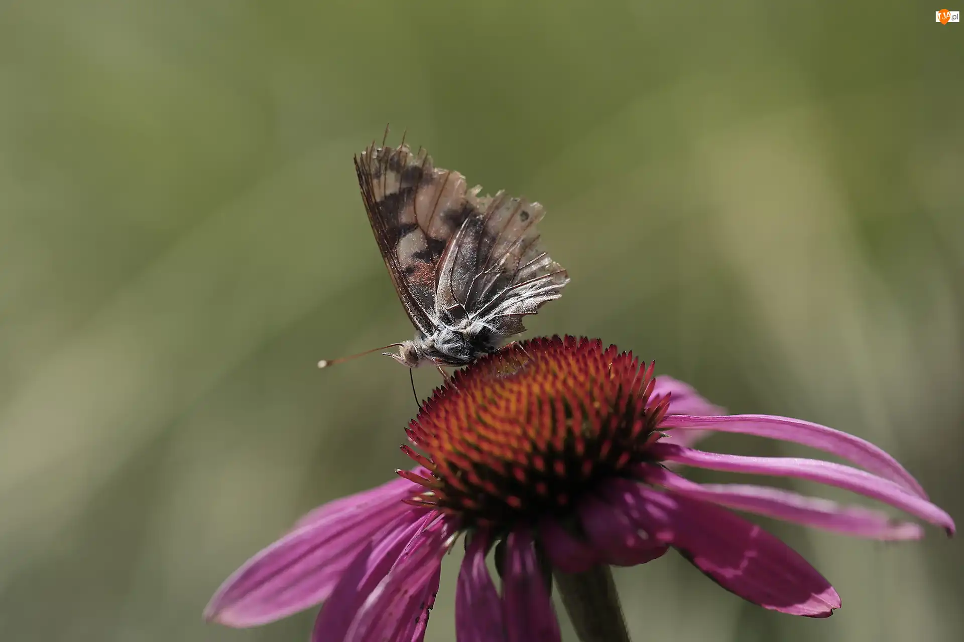 Jeżówka, Postrzępiony, Motyl, Kwiat