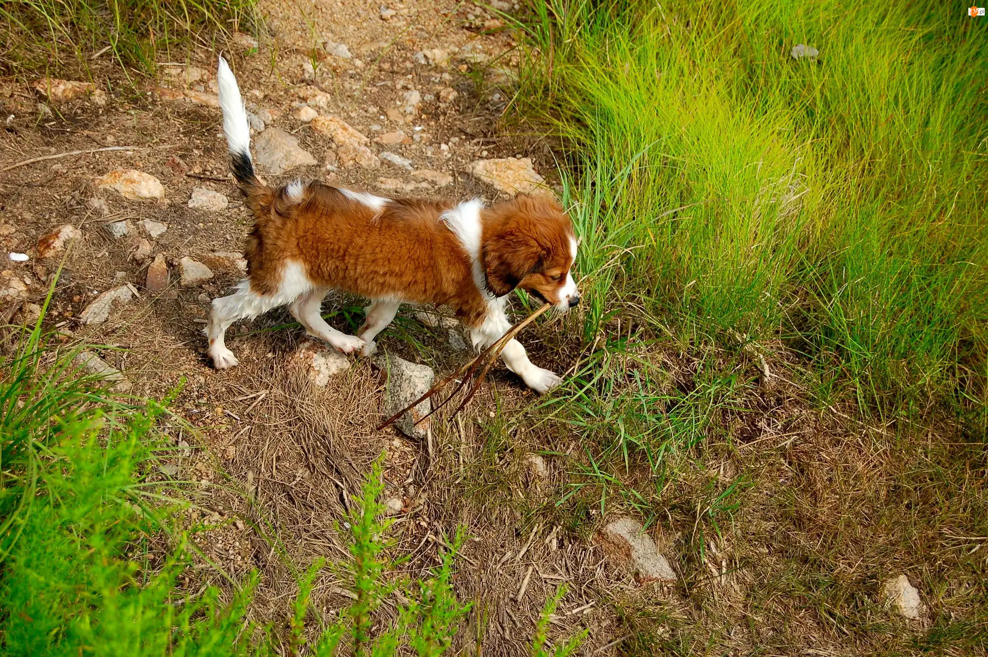 Kooikerhondje, mokry, szczeniak, Płochacz holenderski