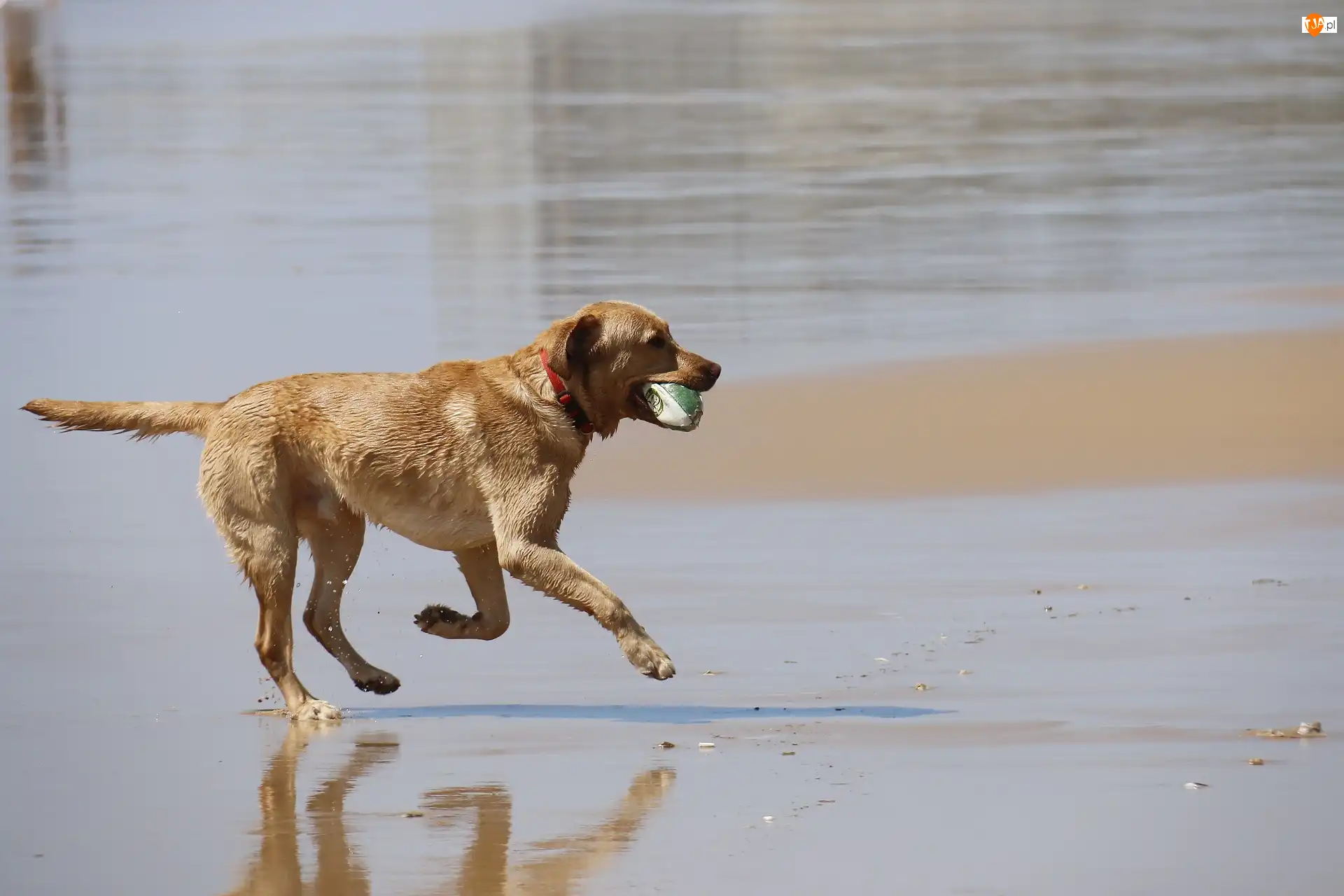 Piłeczka, Labrador Retriever
