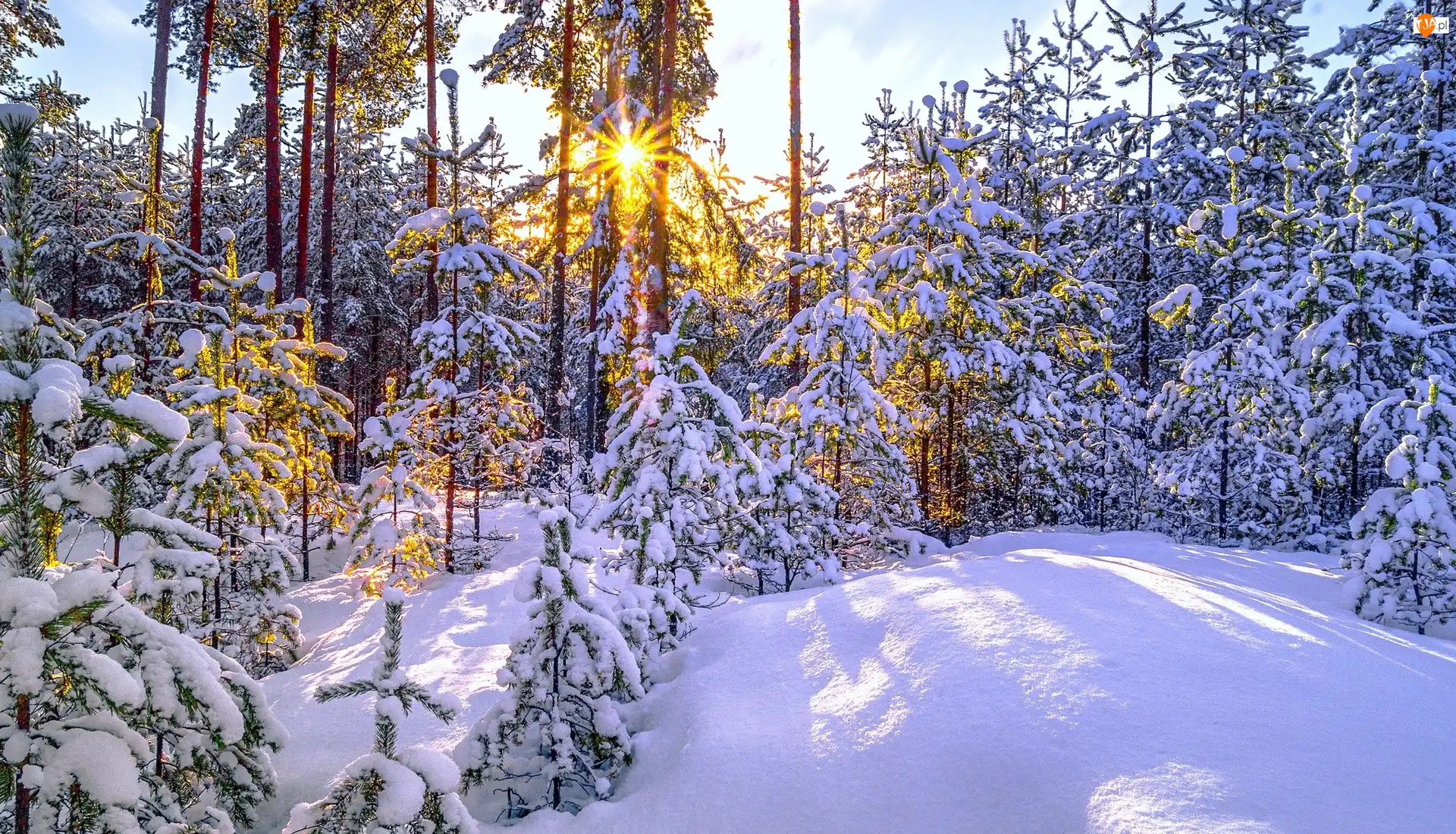 Promienie słońca, Zima, Las, Poranek