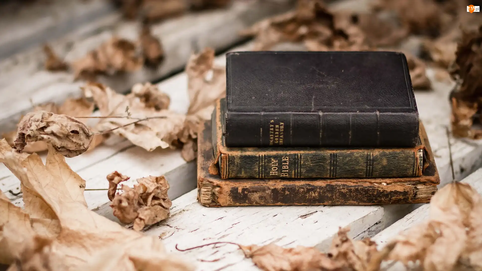 Liście, Biblia, Ławka