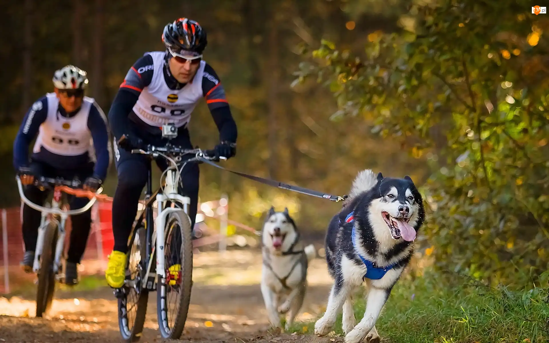 Las, Rowerzyści, Psy, Husky