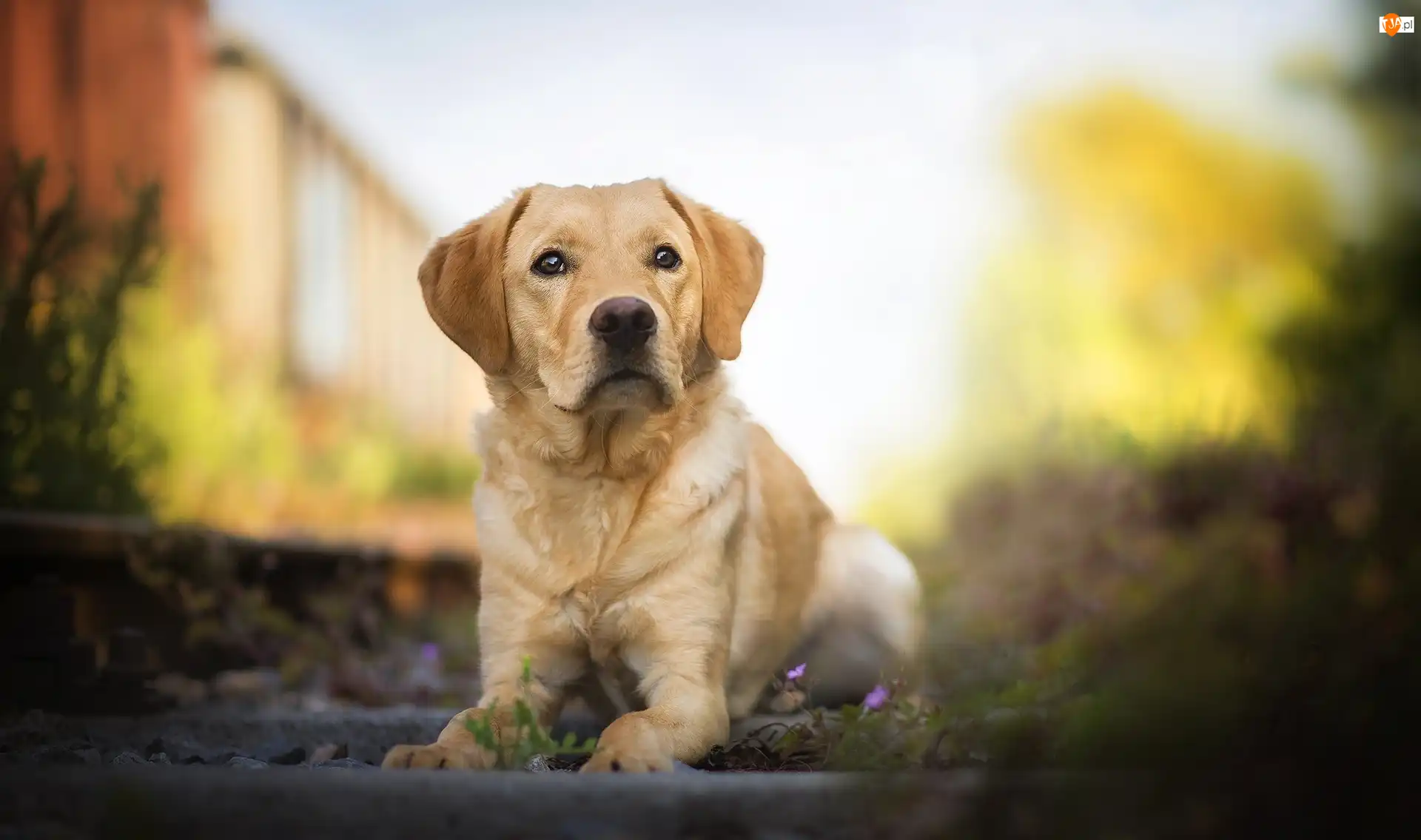 Labrador retriever, Tło, Szczeniak, Pies, Rozmyte