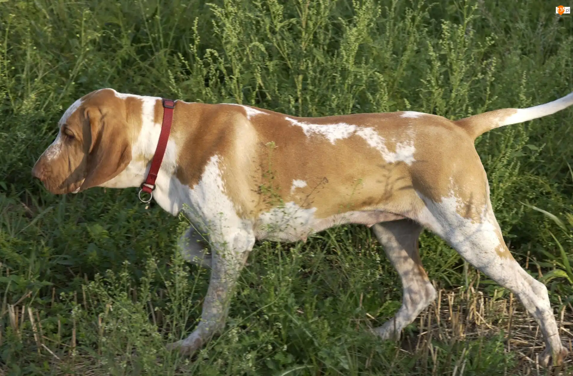 czerwona, trawa, Bracco italiano, Wyżeł włoski krótkowłosy, obroża