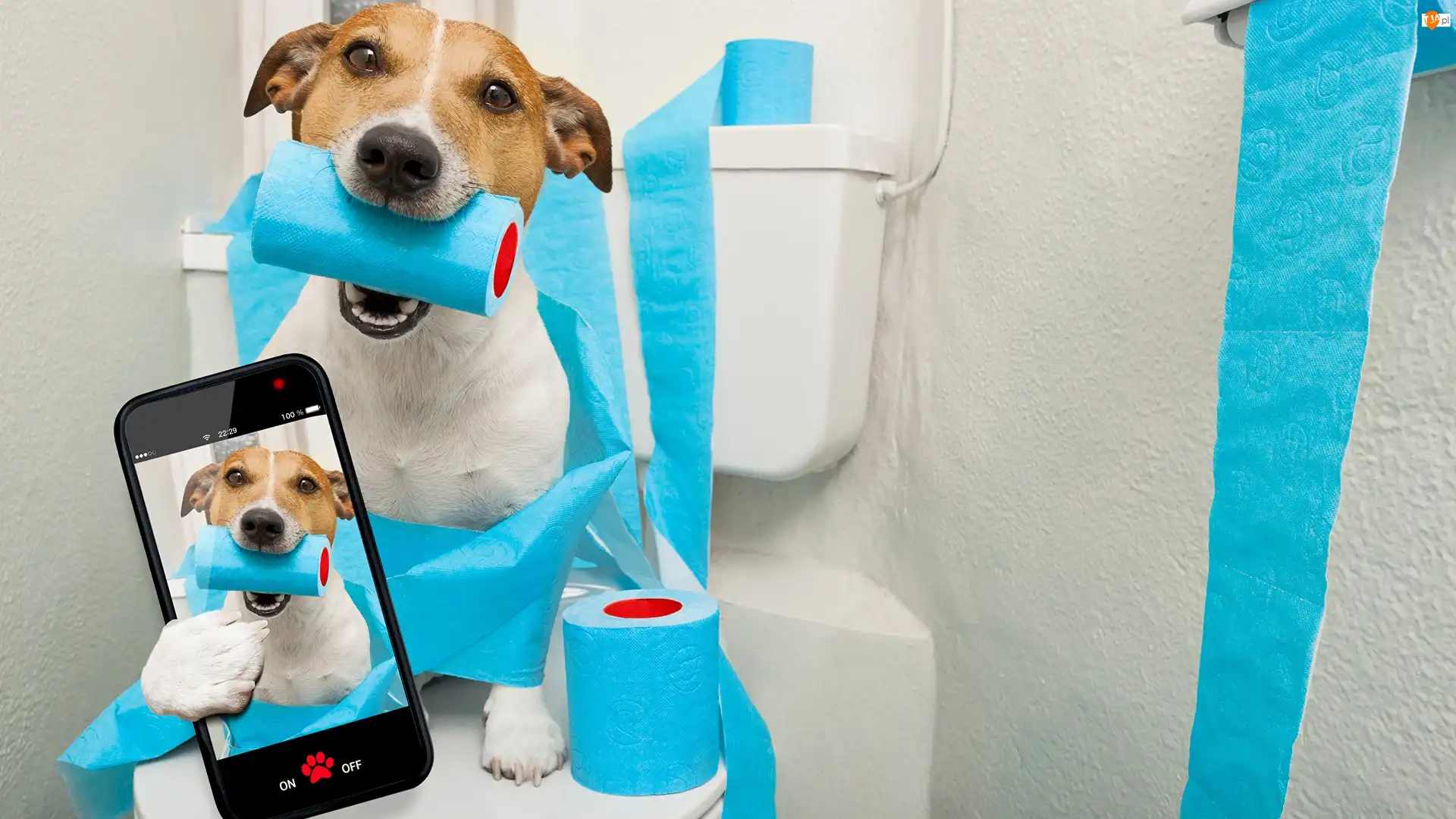 Papier toaletowy, Selfie, Jack russell terrier, Pies, Telefon