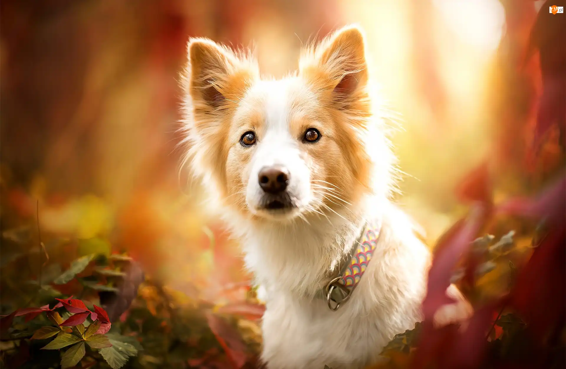 Liście, Border collie, Obroża