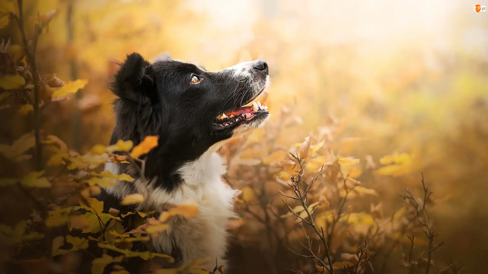 Mordka, Liście, Border collie, Pies, Krzewy
