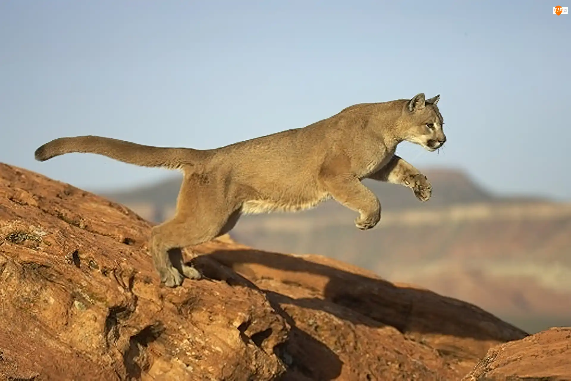 Skały, Puma, Skok