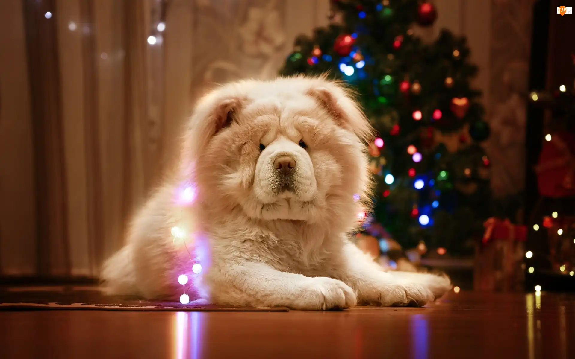 Choinka, Tło, Chow chow, Pies, Rozmyte