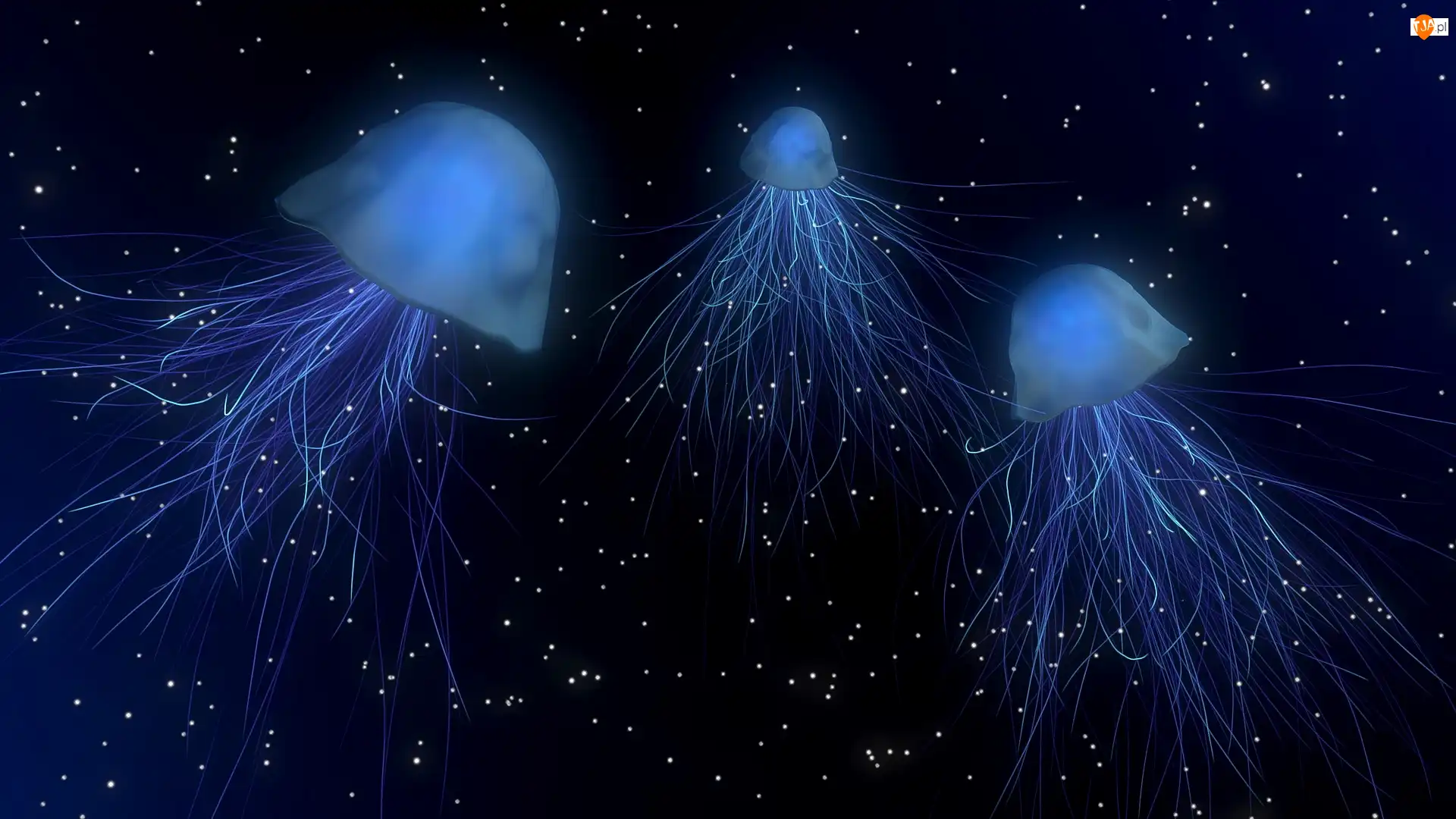2D, Trzy, Meduzy