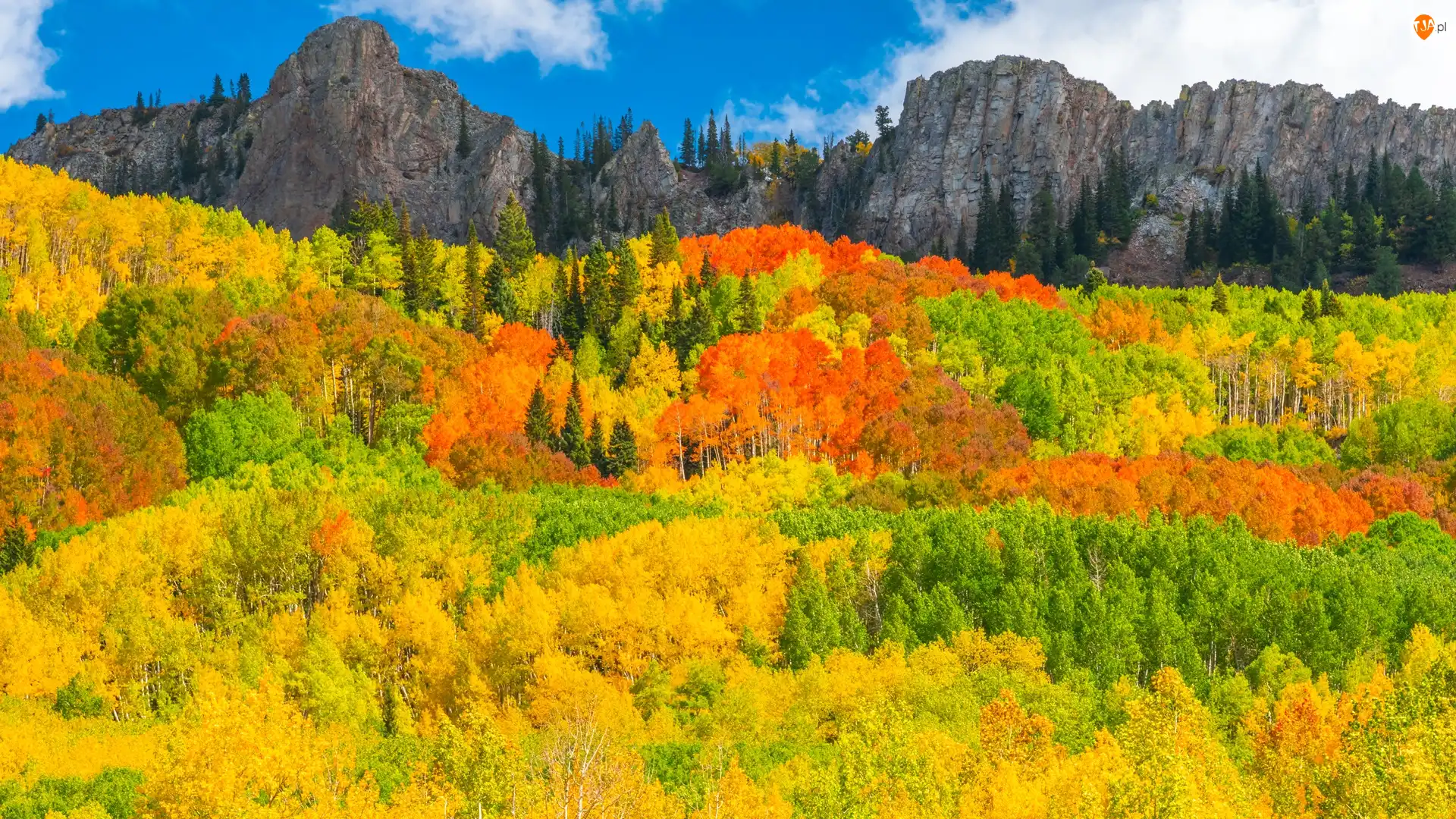 Las, Stany Zjednoczone, Kebler Pass, Drzewa, Kolorado, Góry, Jesień, Przełęcz