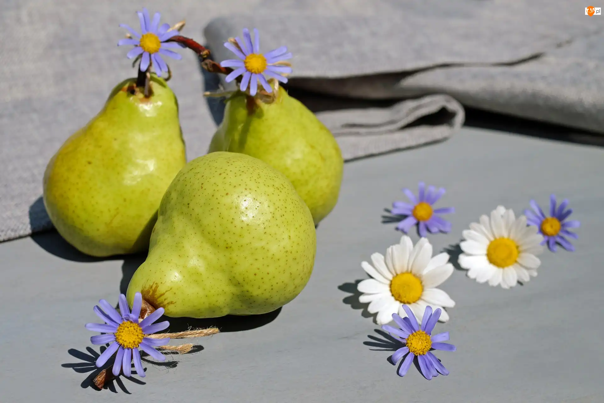 Margerytki, Obrus, Kwiatki, Gruszki, Astry marcinki