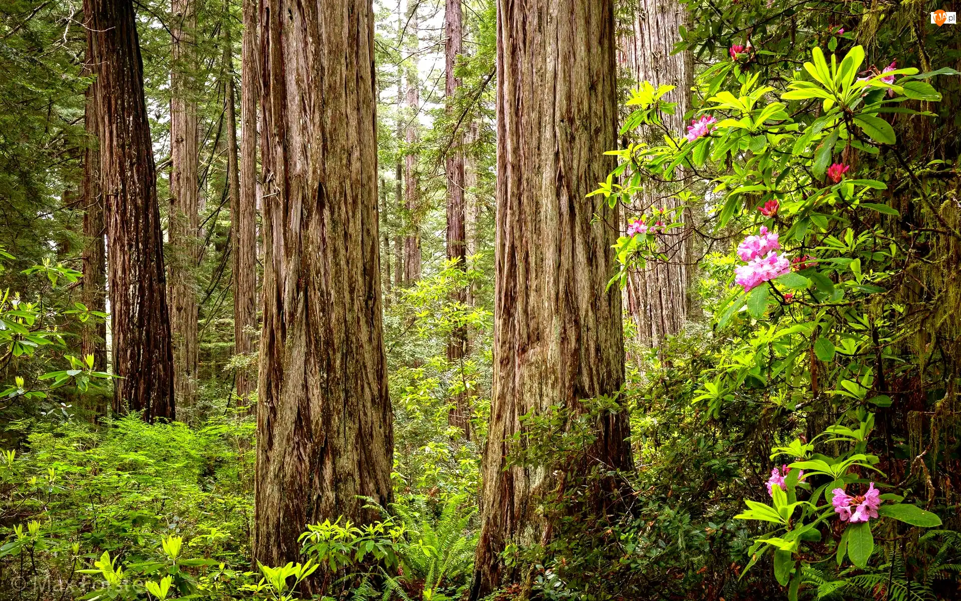 Kalifornia, Stany Zjednoczone, Drzewa, Różanecznik, Park Narodowy Redwood, Sekwoje