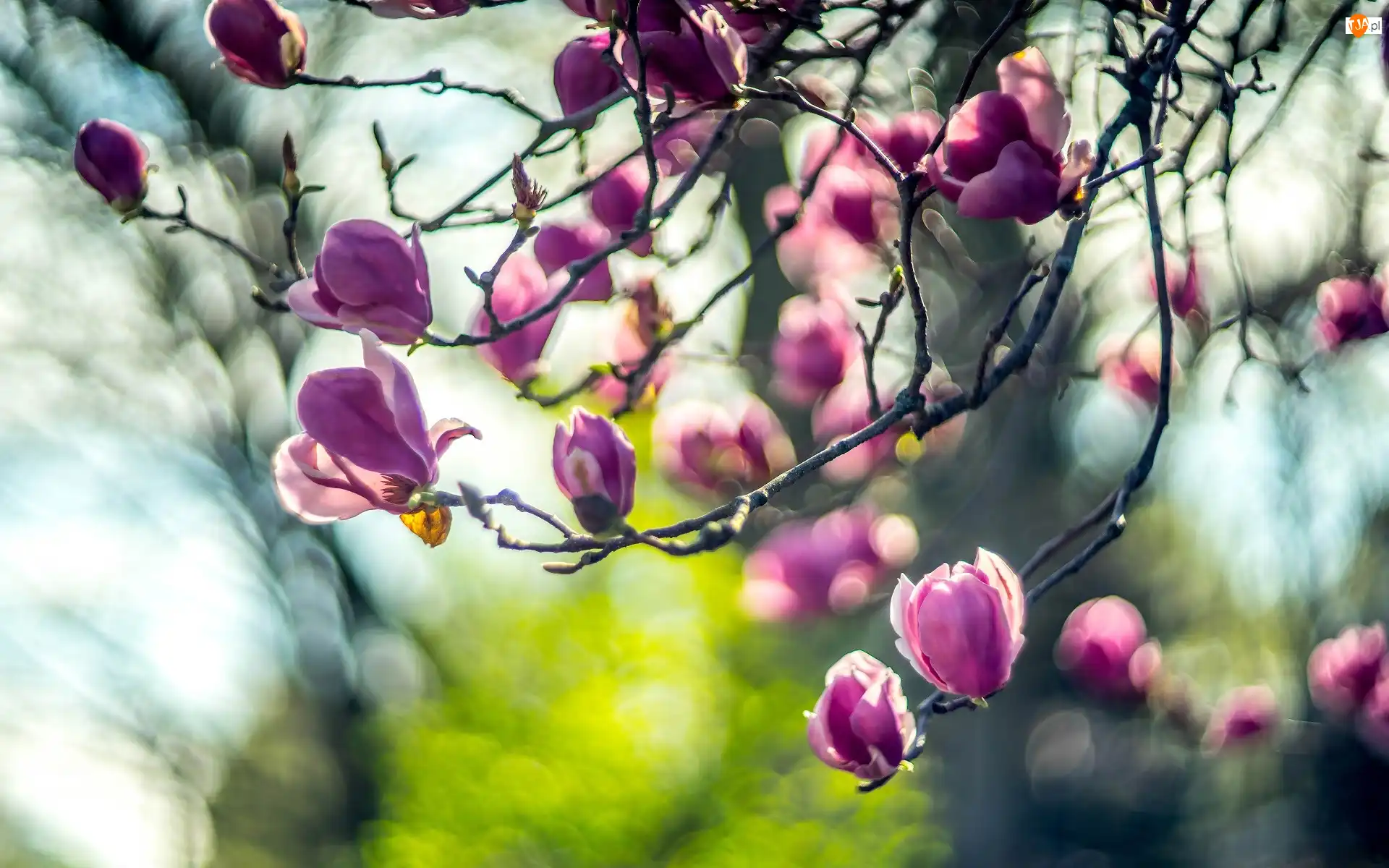 Pąki, Gałęzie, Kwiaty, Magnolia