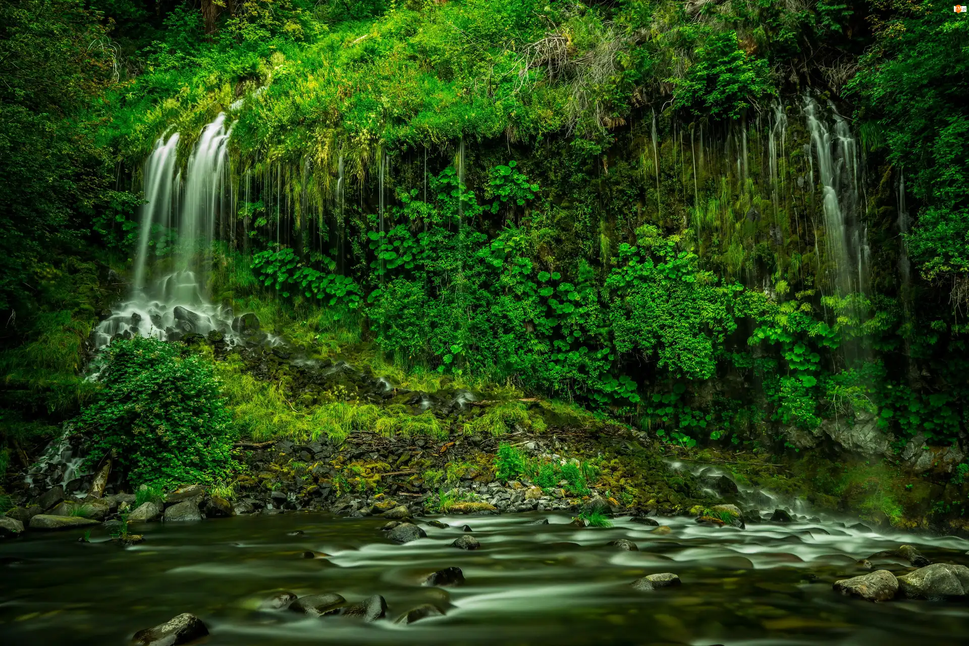 Roślinność, Wodospad Mossbrae Falls, Hrabstwo Siskiyou, Stany Zjednoczone, Rzeka, Stan Kalifornia