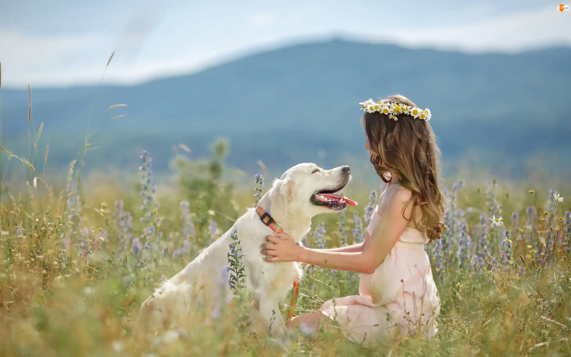 Golden Retriever, Pies, Wianek, Zabawa, Dziewczynka, Łąka