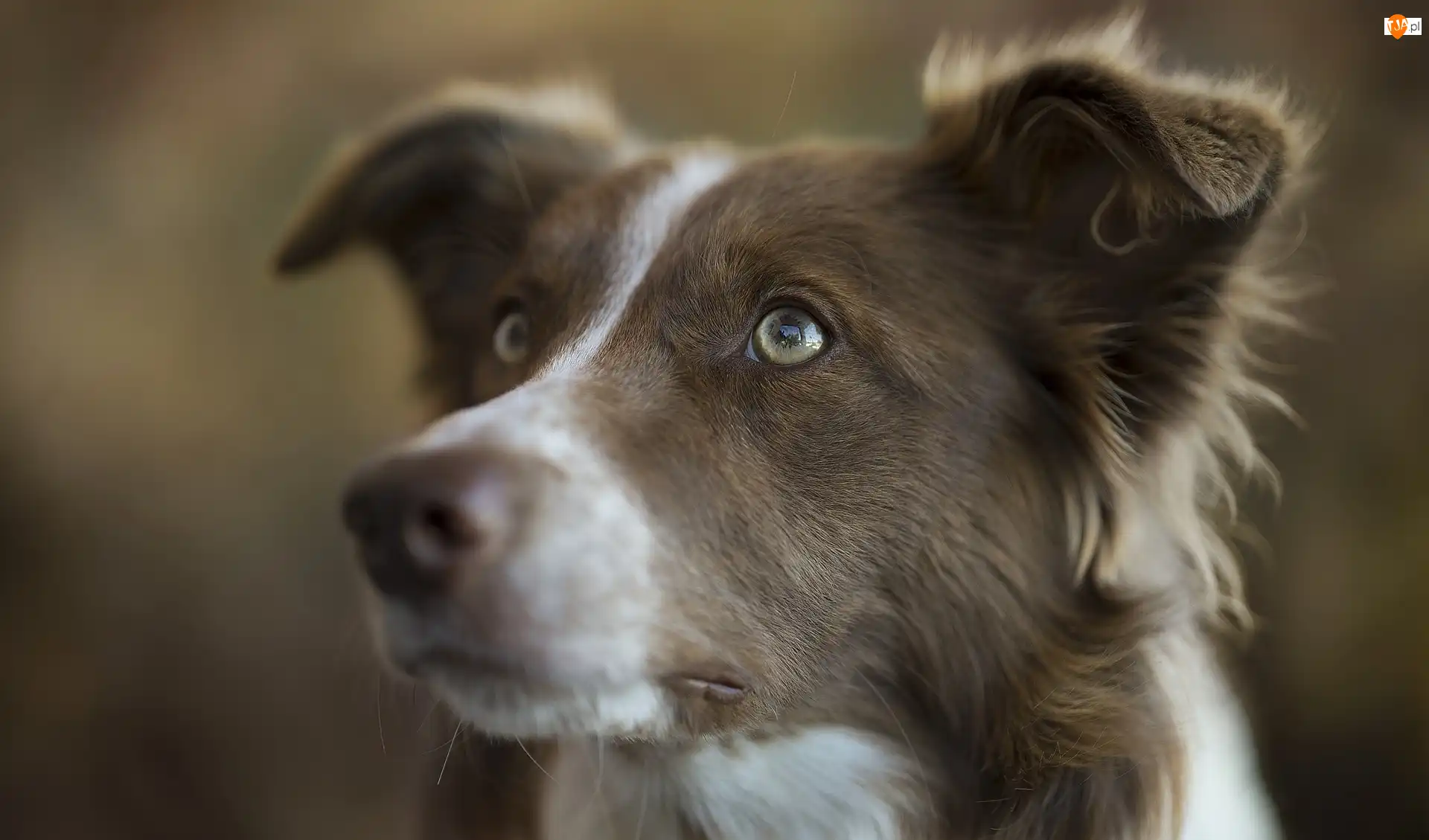 Głowa, Pies, Border collie