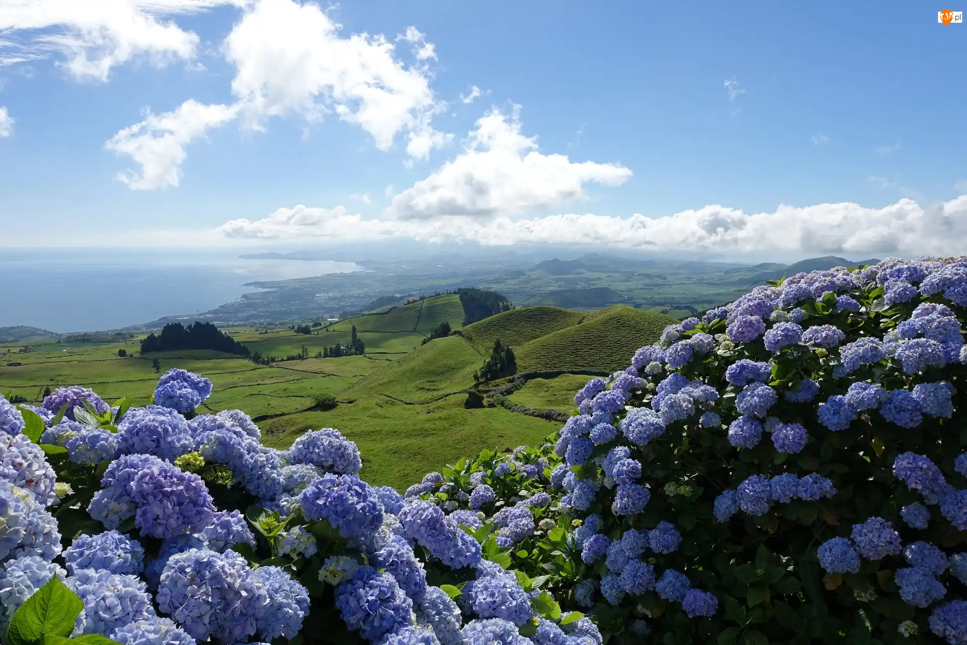 Chmury, Hortensje, Wzgórza, Morze
