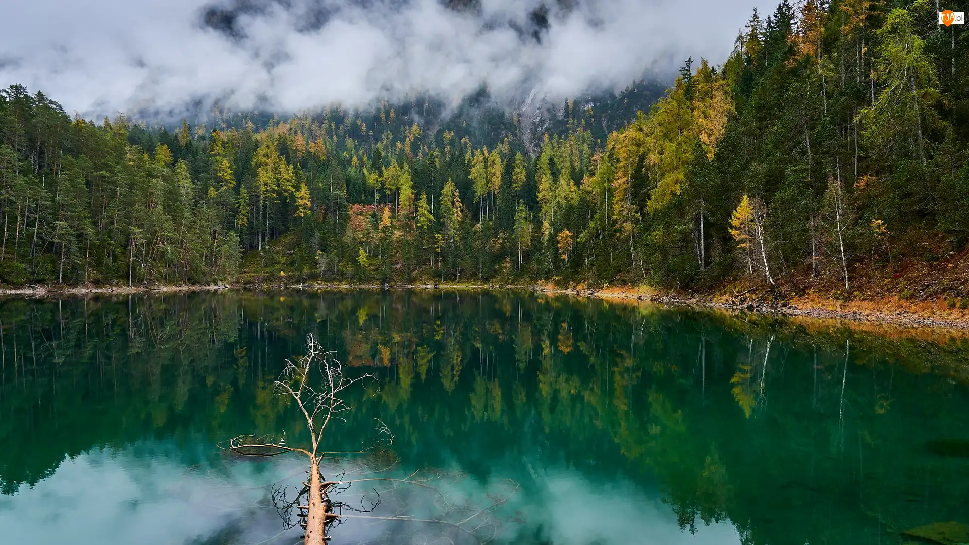 Mgła, Austria, Drzewa, Jezioro Blindsee, Las
